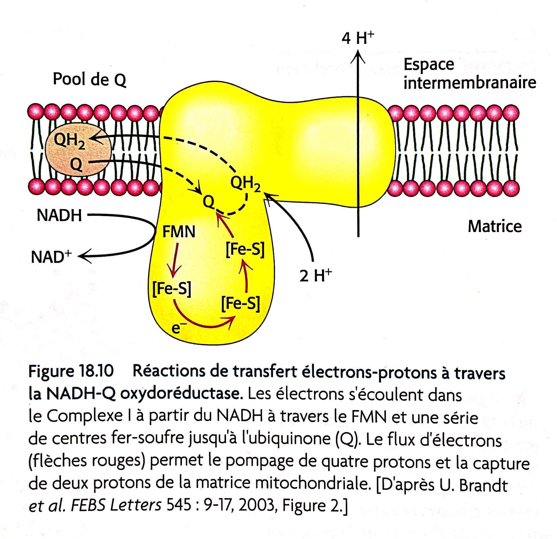 Diagramme schématique de la chaîne de transport d'électron dans